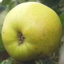 nemes szercsika alma